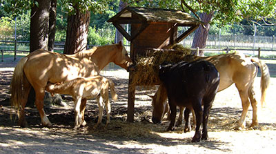 Cavalli con puledro e bufalo